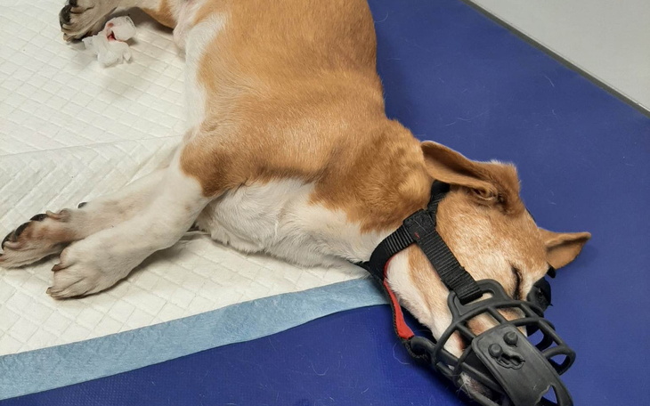 Pies leżący na stole w kagańcu.