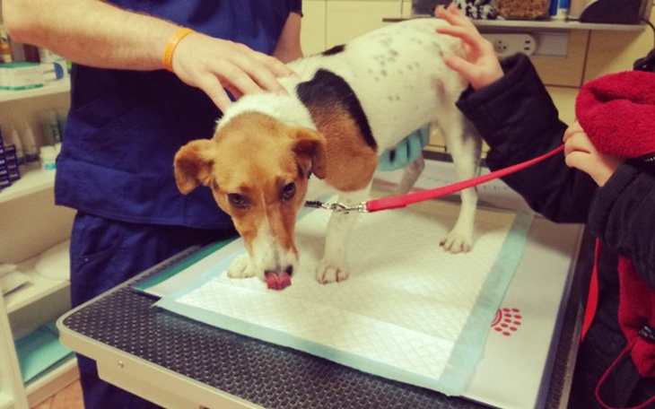 Zbiórka Sterylizacja i profilaktyka Soni - zdjęcie główne