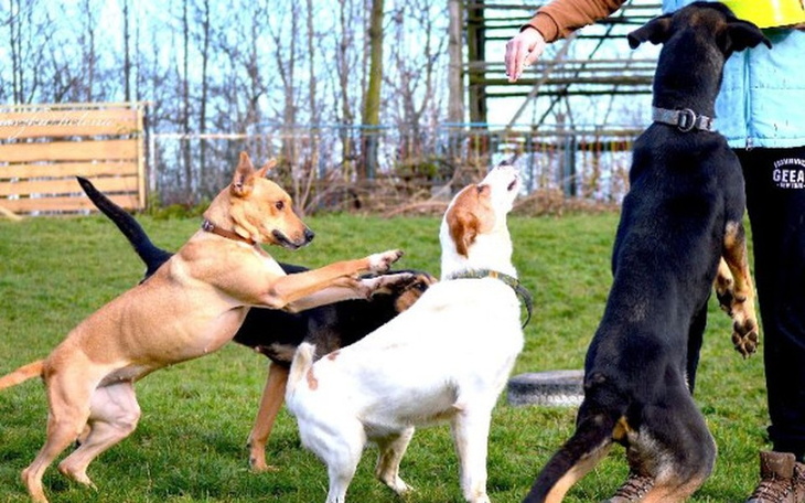 Cztery psy skaczące w kierunku osoby z jedzeniem.