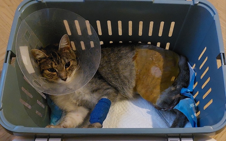 Kot w transporterze, z obrożą ochronną po zabiegu.