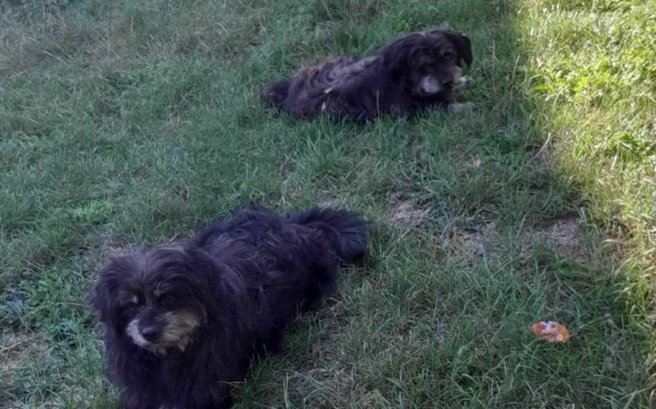 Zbiórka Transport 2 psów od p. Marty - zdjęcie główne