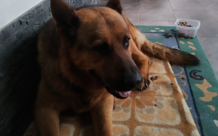 Zbiórka Ratujmy łapkę psiaka - zdjęcie główne