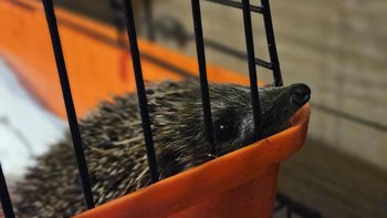 Zbiórka Karma dla jeży - miniaturka zdjęcia