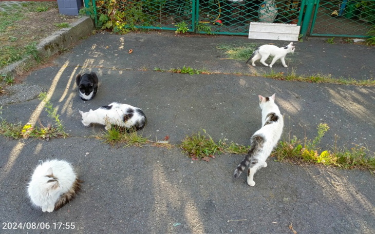 Zbiórka Chore, głodne koty - zdjęcie główne