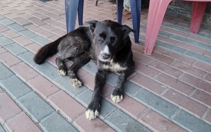 Zbiórka Zbiórka dla psiakaa - zdjęcie główne