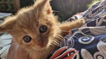 Zbiórka Bazarek ZOSIA Koty Sieroty - miniaturka zdjęcia