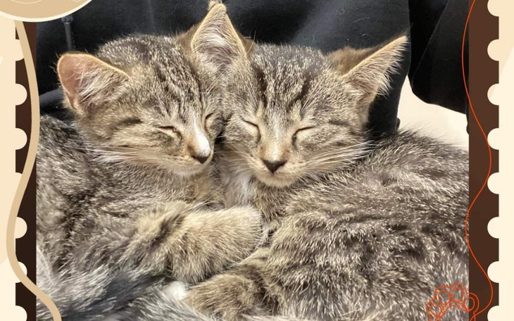 Zbiórka Koci Gościniec-dla nich - zdjęcie główne