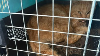 Zbiórka Rachunek za ratowanie życia Rudi - miniaturka zdjęcia