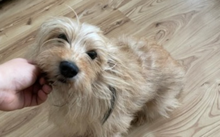 Zbiórka Pomóżcie uratować naszą Nikę - zdjęcie główne