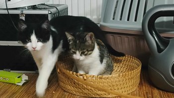 Zbiórka Dla dwóch kociątek - miniaturka zdjęcia