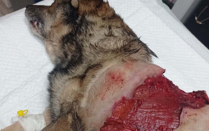 Zbiórka Pikuś -piesek z rozlgłą martwicą - zdjęcie główne