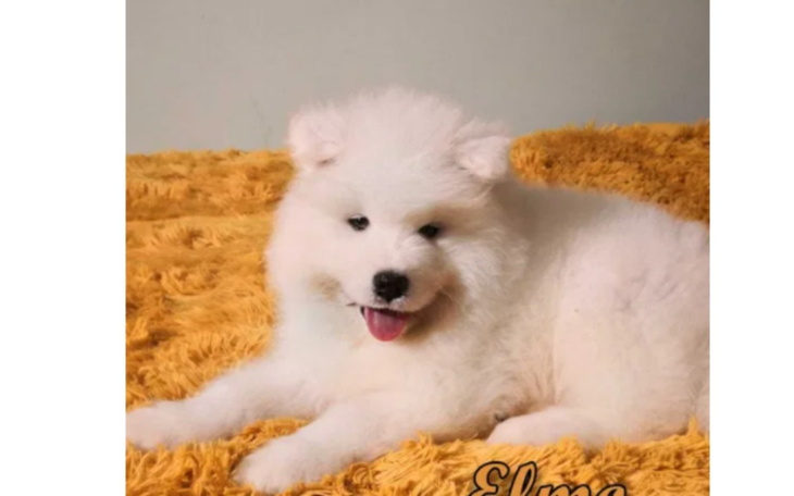 Zbiórka na marzenia szczenieak samoyed - zdjęcie główne