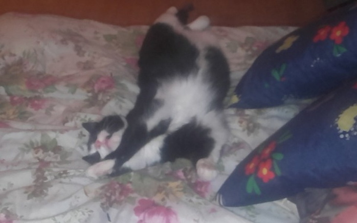 Zbiórka Nowe schronisko dla zwierząt - zdjęcie główne