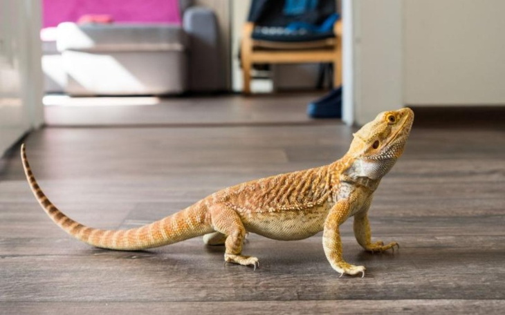 Zbiórka Potrzebuje na jaszczurkę - zdjęcie główne