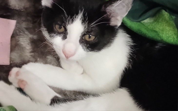 Czarny i biały kot leżący na kocu.