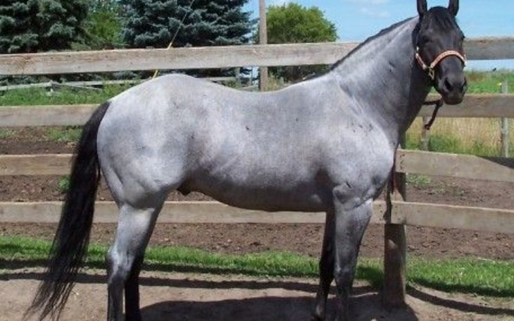 Zbiórka pomóż spełnić mi marzenie - zdjęcie główne