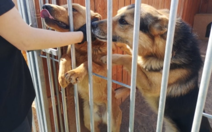 Dwa psy przy ogrodzeniu, czekają na uwagę.