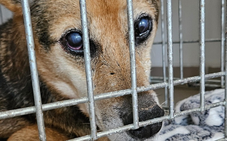 Pies w klatce, patrzący na zewnątrz z ciekawością.