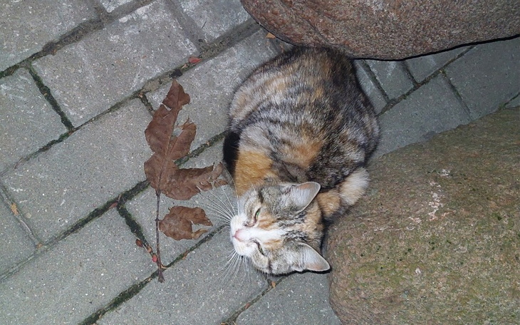 Zbiórka Pomoc bezdomnej kotce - zdjęcie główne