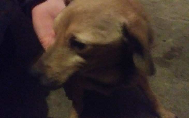 Zbiórka Pomagamy znalezionemu psiakowi - zdjęcie główne