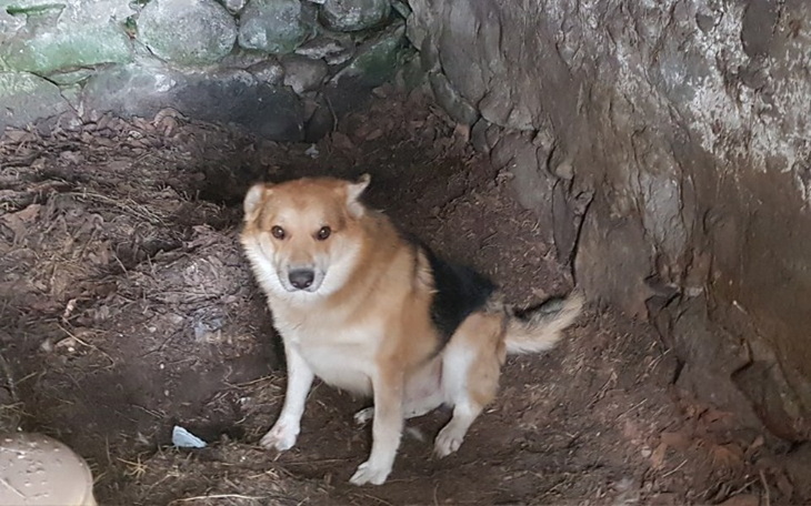 Zbiórka Pomóż psu znów być szczęśliwym - zdjęcie główne