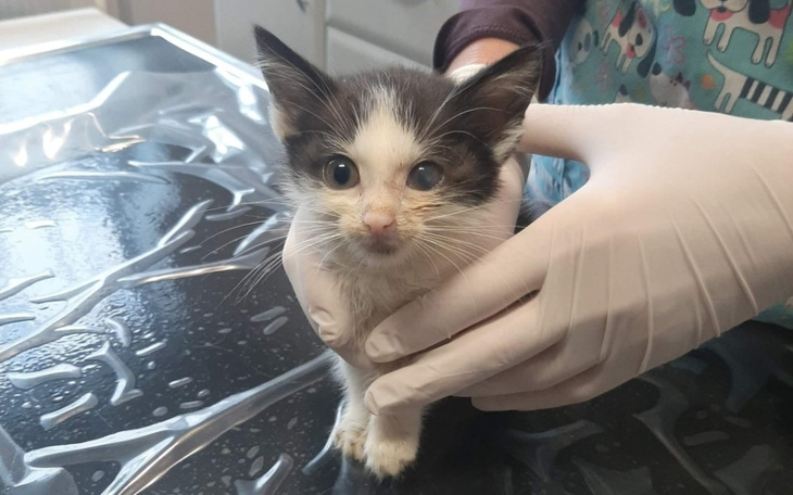 Zbiórka Na leczenie i kastrację kotów - zdjęcie główne