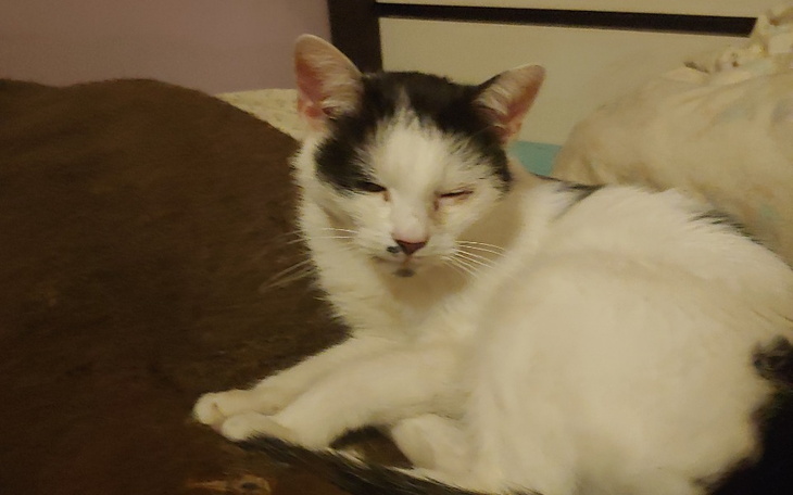 Zbiórka Na leczenie ropomacicze kotki - zdjęcie główne