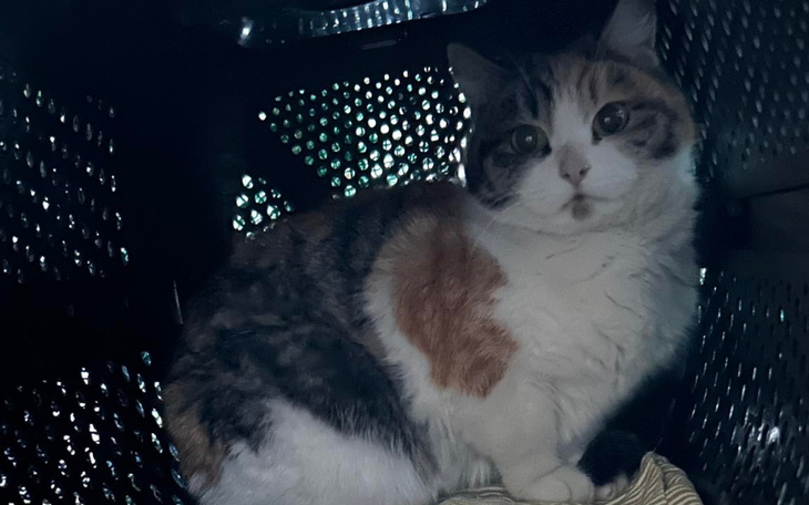 Zbiórka Operacja ratująca życie kotki - zdjęcie główne