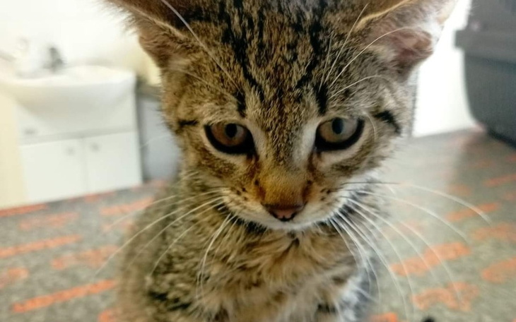 Zbiórka Rysio z wodobrzuszem - zdjęcie główne