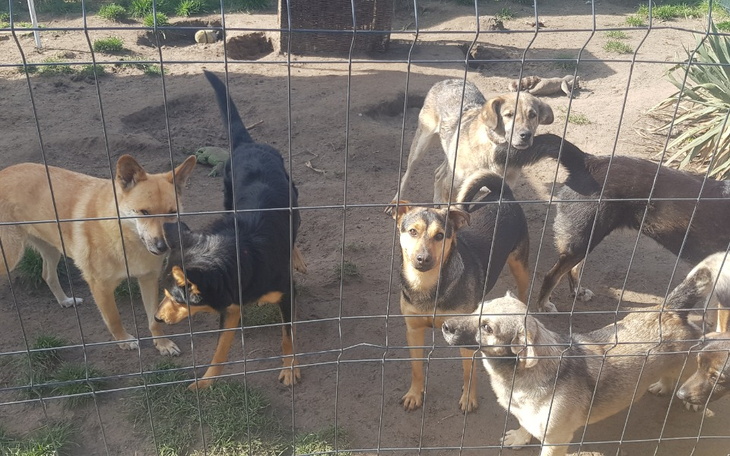 Zbiórka Cala przeprowadzka ogonków w try - zdjęcie główne