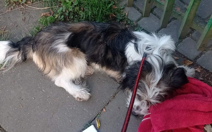 Zbiórka Parwowiroza mnie zabija - zdjęcie główne