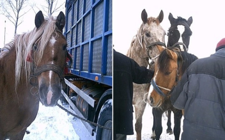 Zbiórka Ratujmy konie! - zdjęcie główne