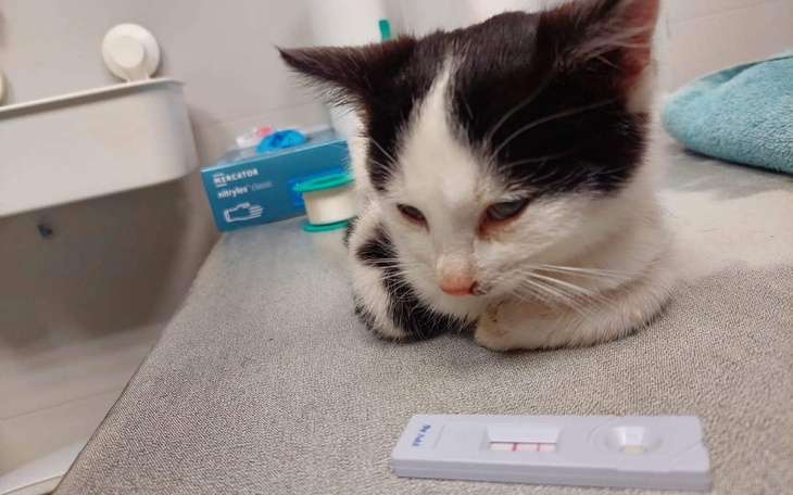 Kotek z ciekawością przygląda się testowi na stole.