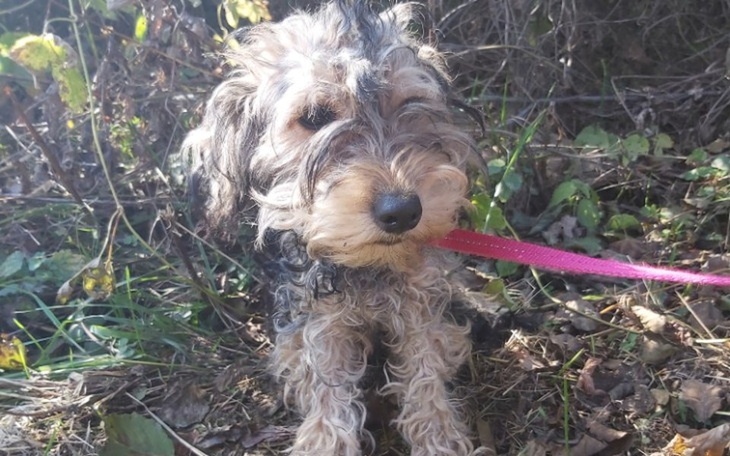 Zbiórka Leczenie psiego kościotrupka - zdjęcie główne