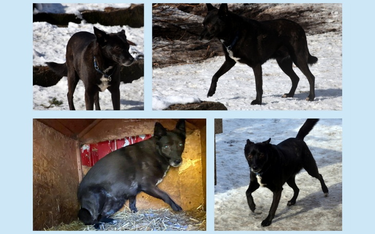 Cztery zdjęcia psa w różnych pozach na śniegu i w schronieniu.