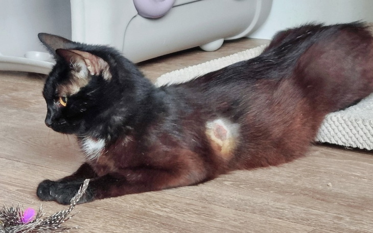 Zbiórka Krawacik-walka o ŻYCIE - zdjęcie główne