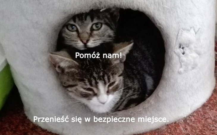 Zbiórka ...na fundacyjne kociaki - zdjęcie główne