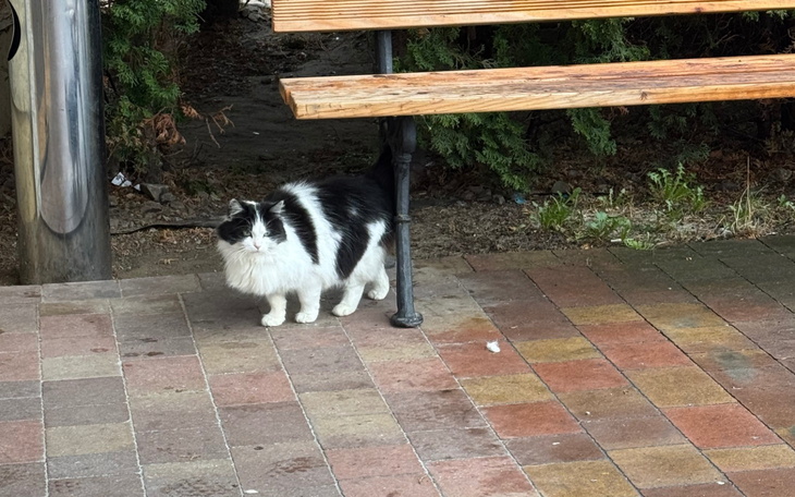 Czarnobiały kot spacerujący w parku, ciekawy otoczenia.