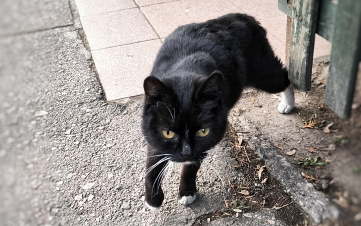 Czarny kot z białymi łapkami, spacerujący po chodniku.