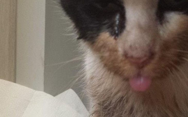 Kot z brudną sierścią, wyglądający na zmartwionego.