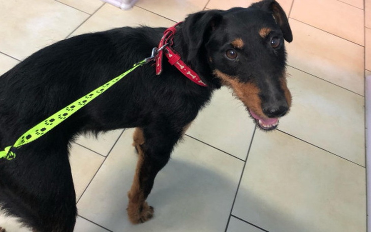 Zbiórka Smutne życie bezdomnego psa... - zdjęcie główne