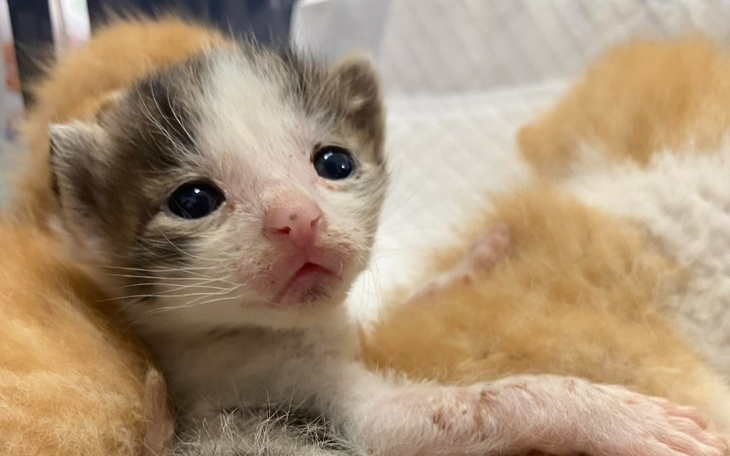 Zbiórka Czy to koniec stowarzyszenia - zdjęcie główne