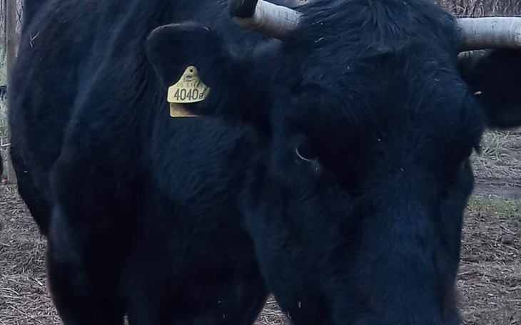 Zbiórka Na leczenie Czarnuli - zdjęcie główne