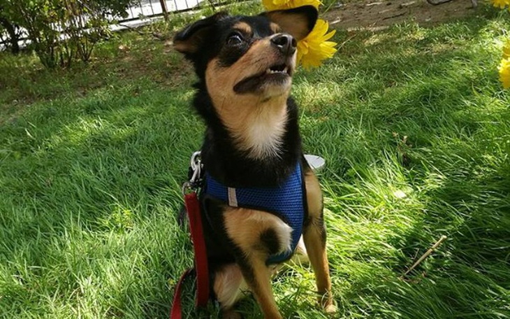 Zbiórka Operacja suczki Tosi - zdjęcie główne