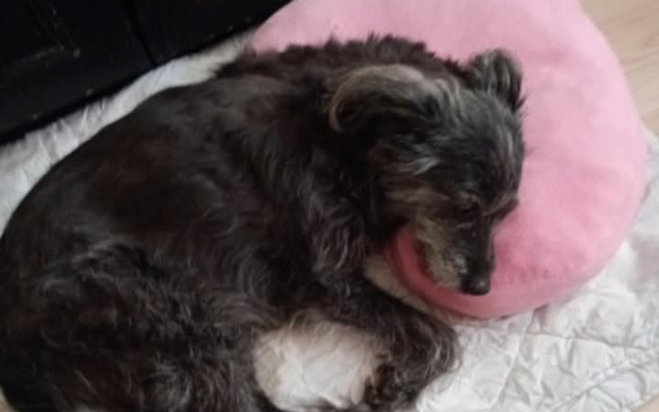 Smutny pies śpiący na różowym poduszce.