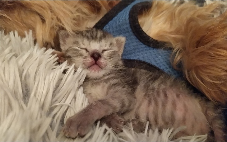 Zbiórka Kocie faktury - zdjęcie główne