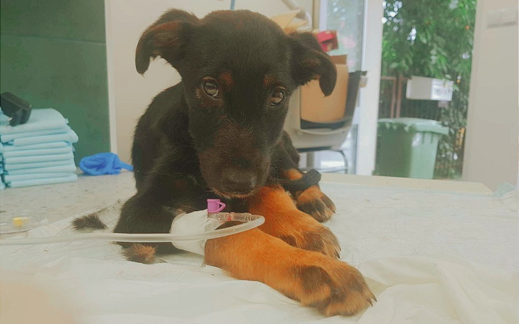 Zbiórka Maleństwa walczą z parwowirozą - zdjęcie główne