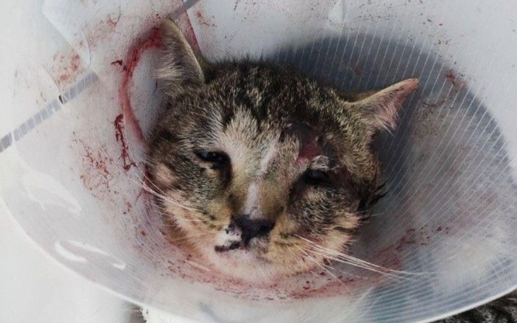 Zbiórka Simba - Kocurek z wypadku - zdjęcie główne