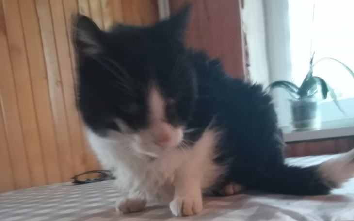 Zbiórka MojeZwierzeta-Leczenie - zdjęcie główne