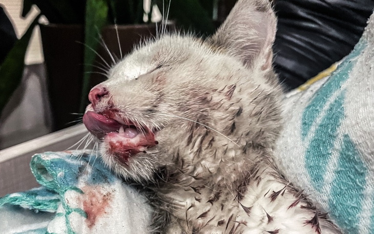 Zbiórka Potrącił i zostawił na śmierć - zdjęcie główne